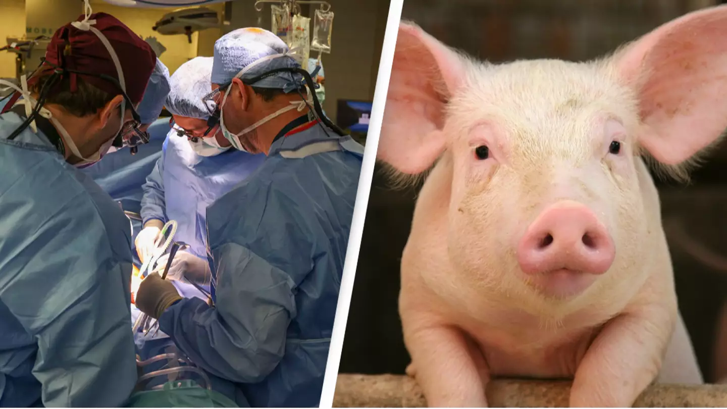 Surgeons transplant pig kidney into a human successfully for first time ever in groundbreaking procedure