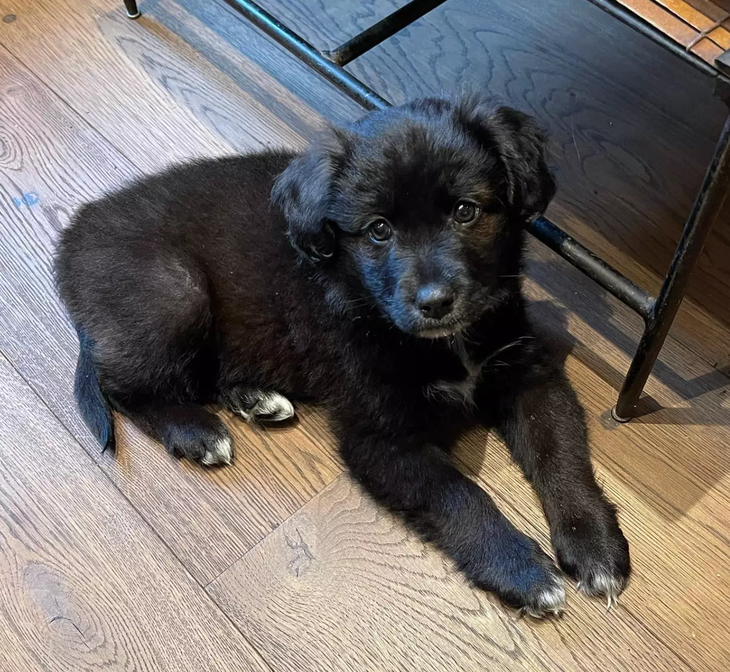 Lily Allen returned their puppy Mary. (its_marys_world/Instagram)