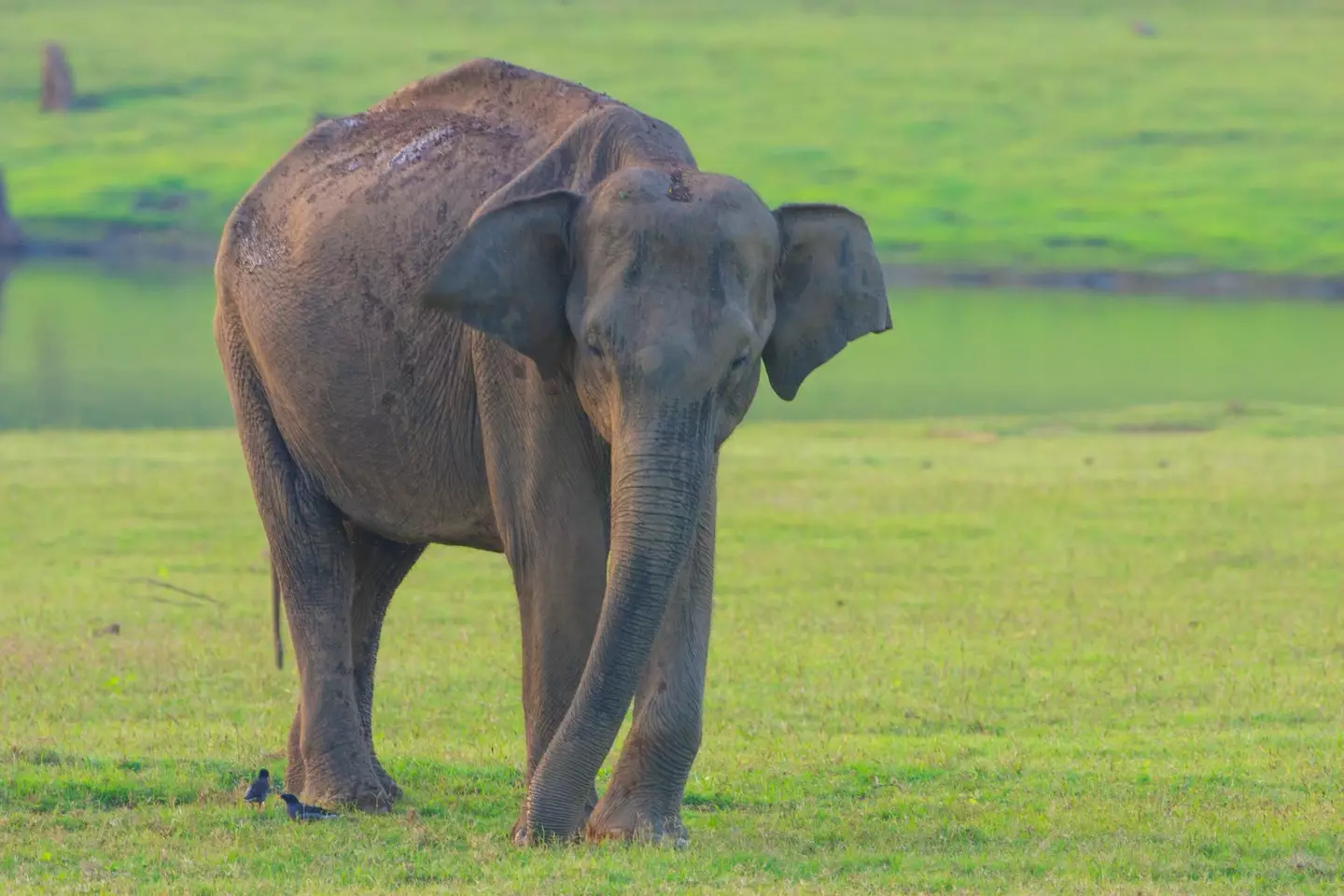 The elephant lived a shockingly lonely life.