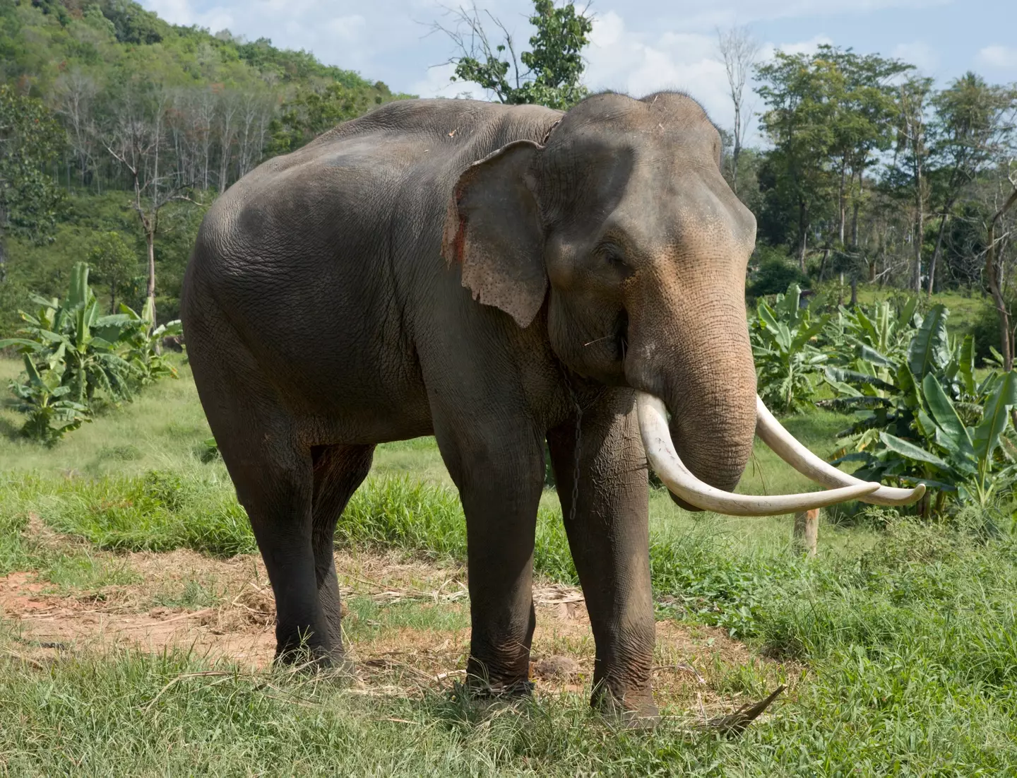 The animal is a 99.6 percent match with the Asian elephant.