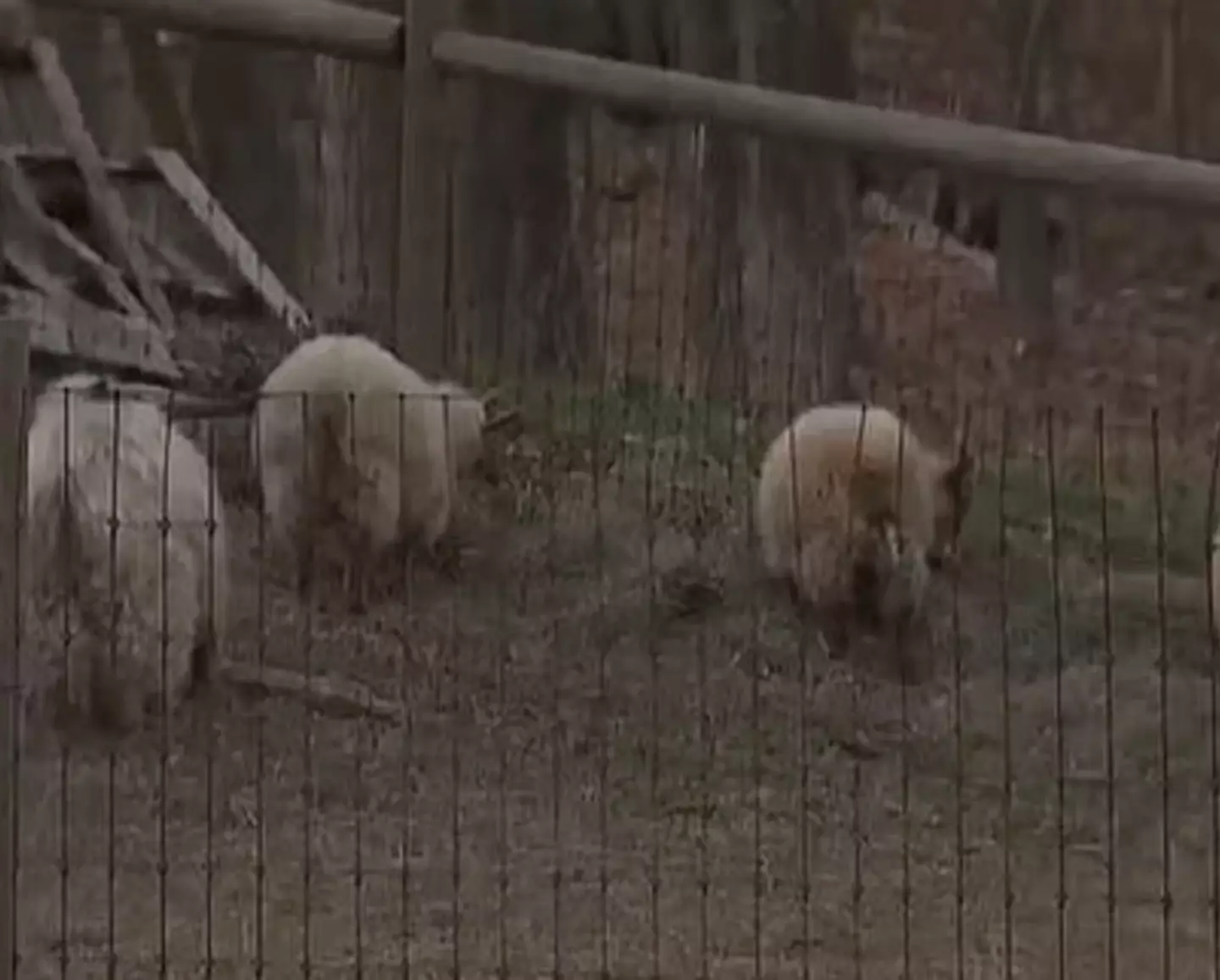 The sheep pen at the Cultivate Farms in Bolton.