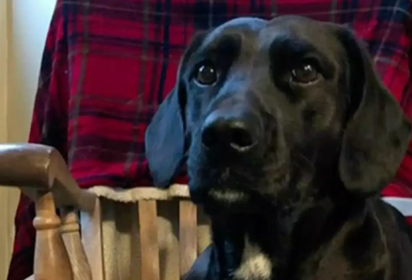 The family have reportedly had to cough up a hefty sum for anxiety medication for Bluebell.