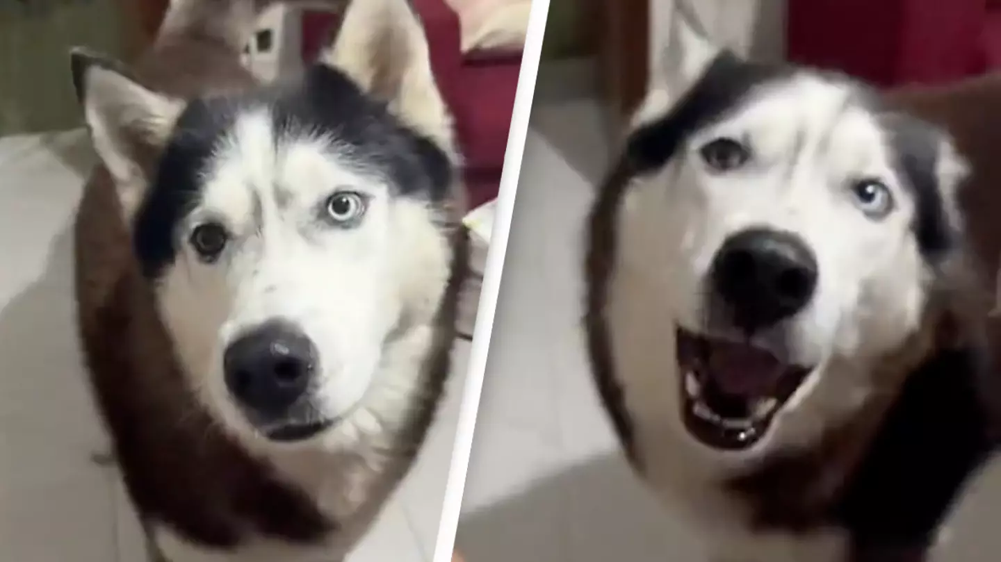 Dog with 'Italian accent' proves animals sound like their owners
