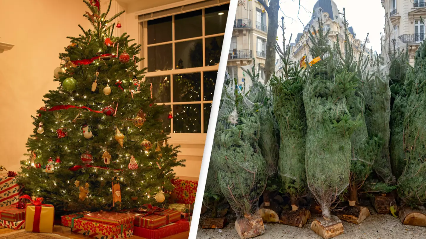 Owning a natural Christmas tree is illegal in parts of the USA