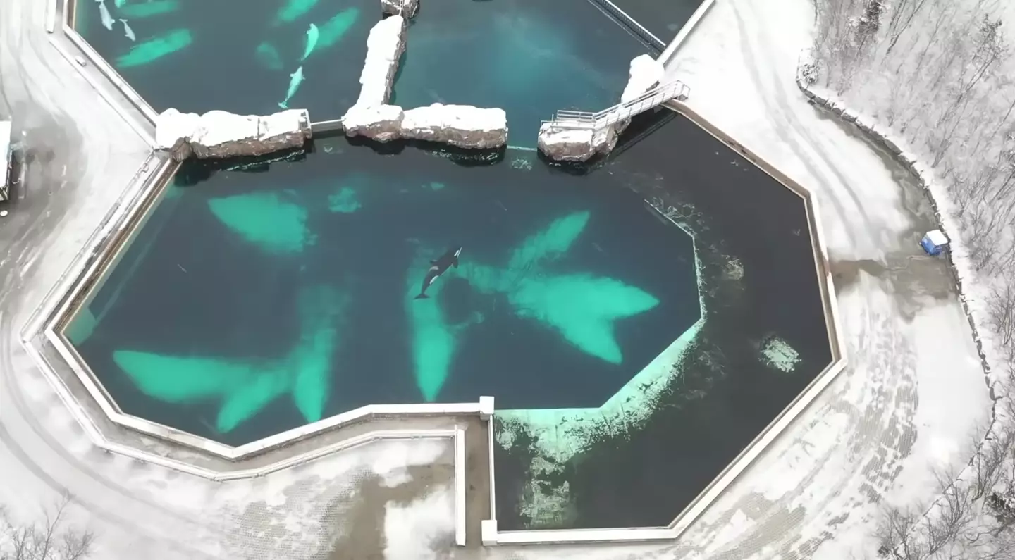 The recent drone footage has appalled people across the world.