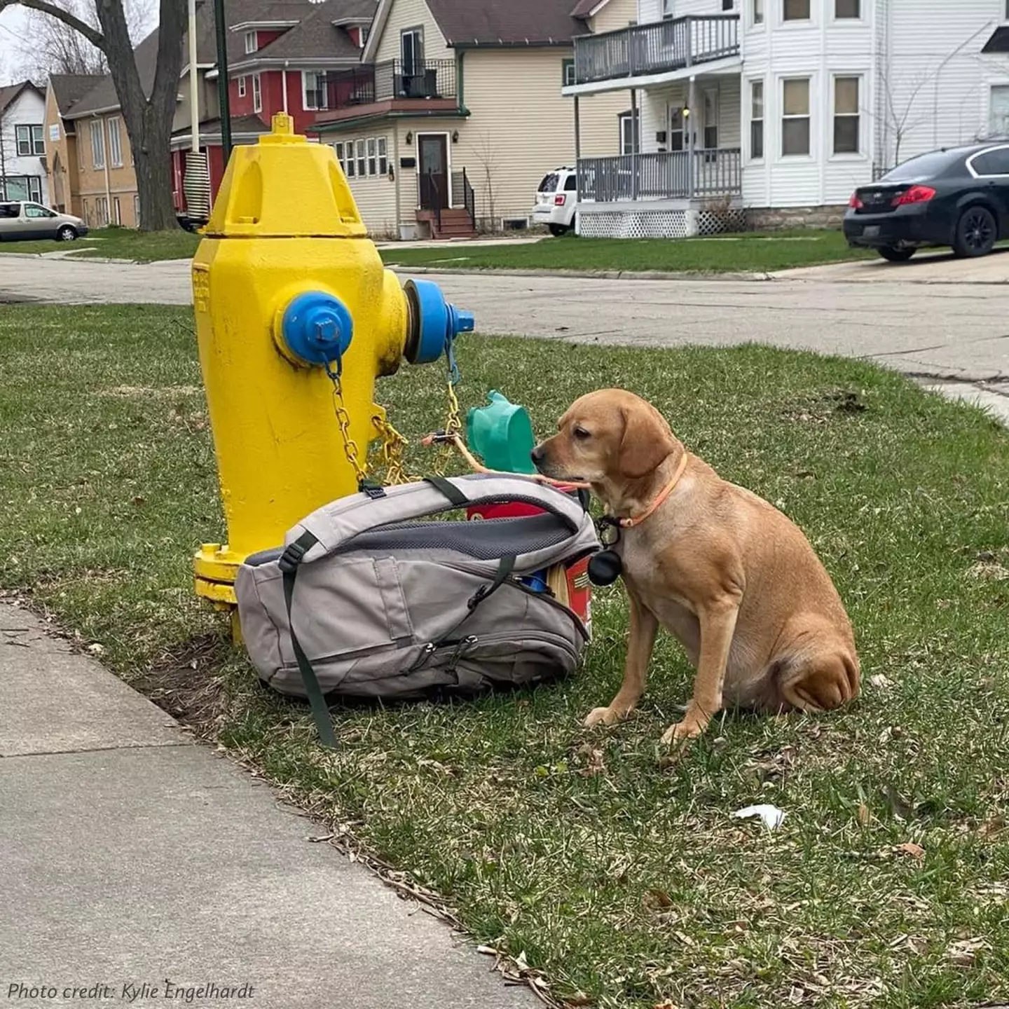 Wisconsin Humane Society released a heartbreaking image of an abandoned dog.