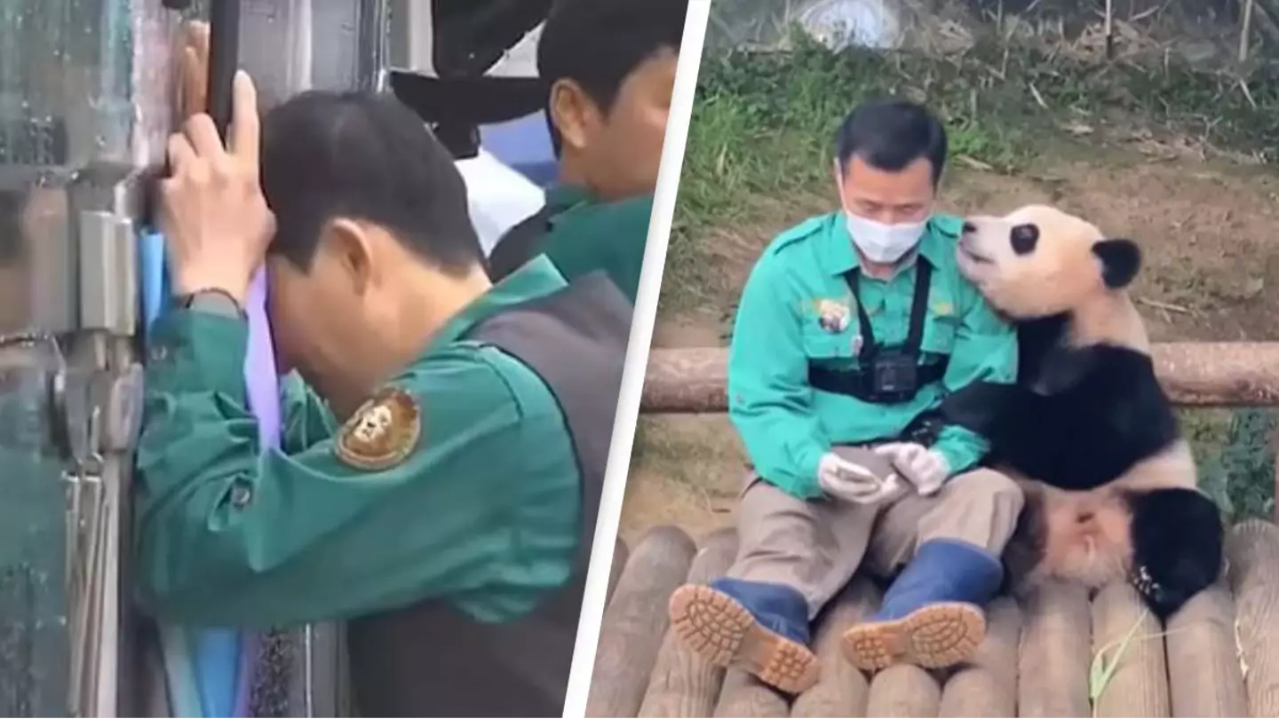 Zookeeper shares heartbreaking final moment with panda he raised from birth