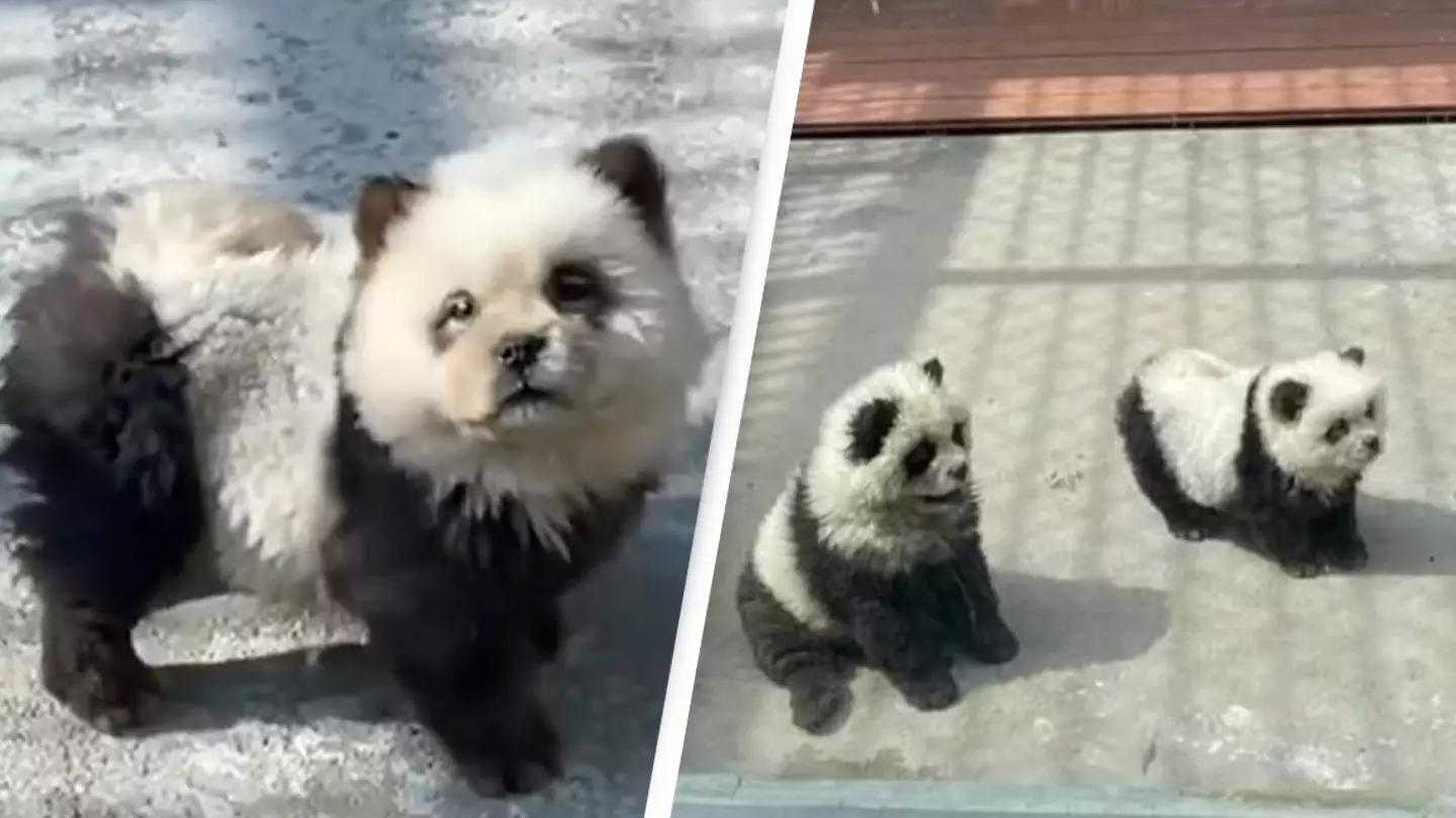 Zoo defends ‘panda’ exhibit after criticism for using dogs dyed black and white