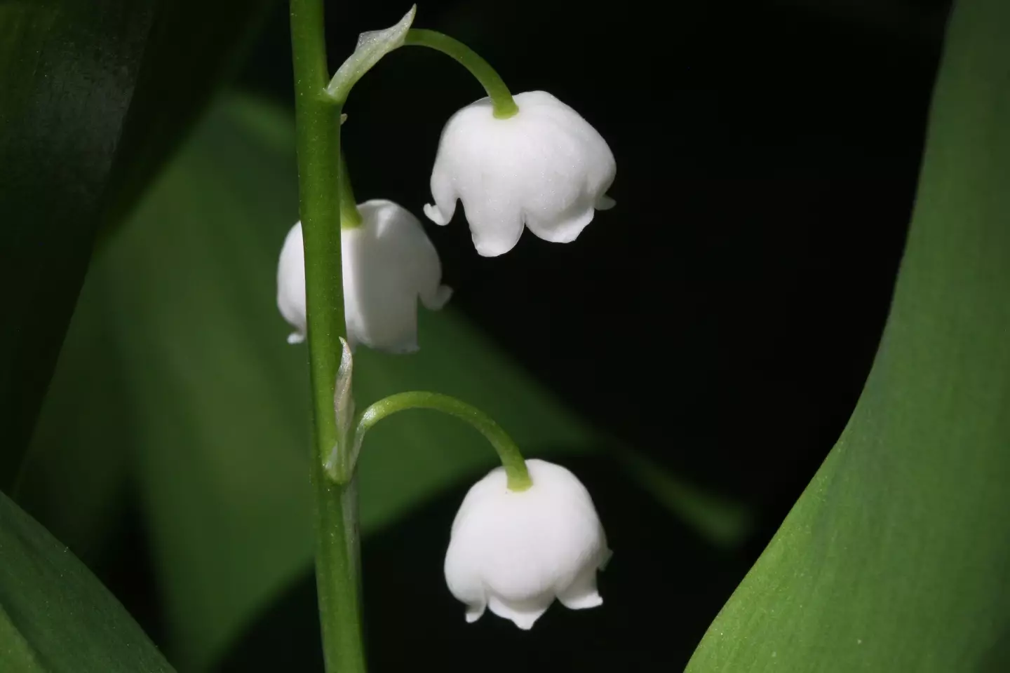 Scheffer had allegedly been adding Lilly of the Valley to her husbands food and drink.