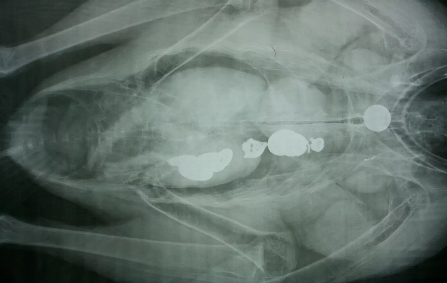 X-ray of a condor who's ingested a key.