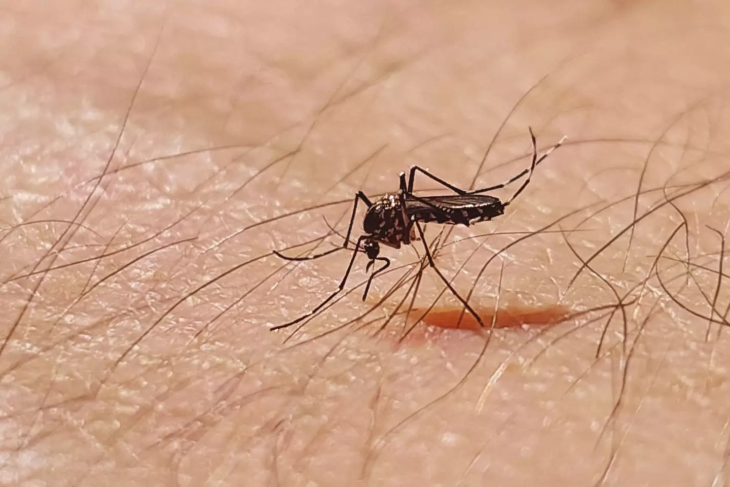 Chikungunya virus is passed on through mosquito bites (Getty stock)