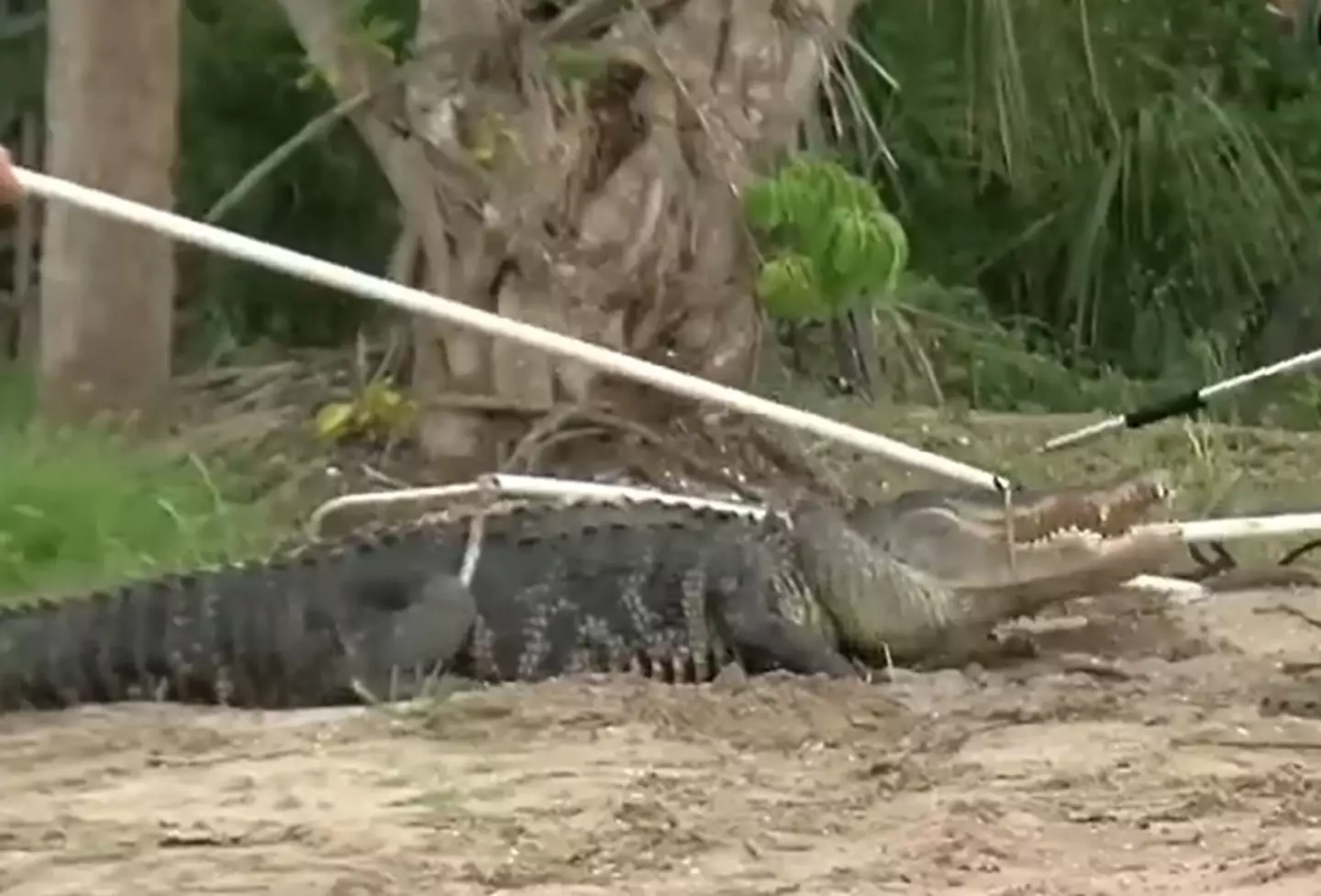The 10 foot long alligator bit off a man's arm above the elbow after he fell into water.