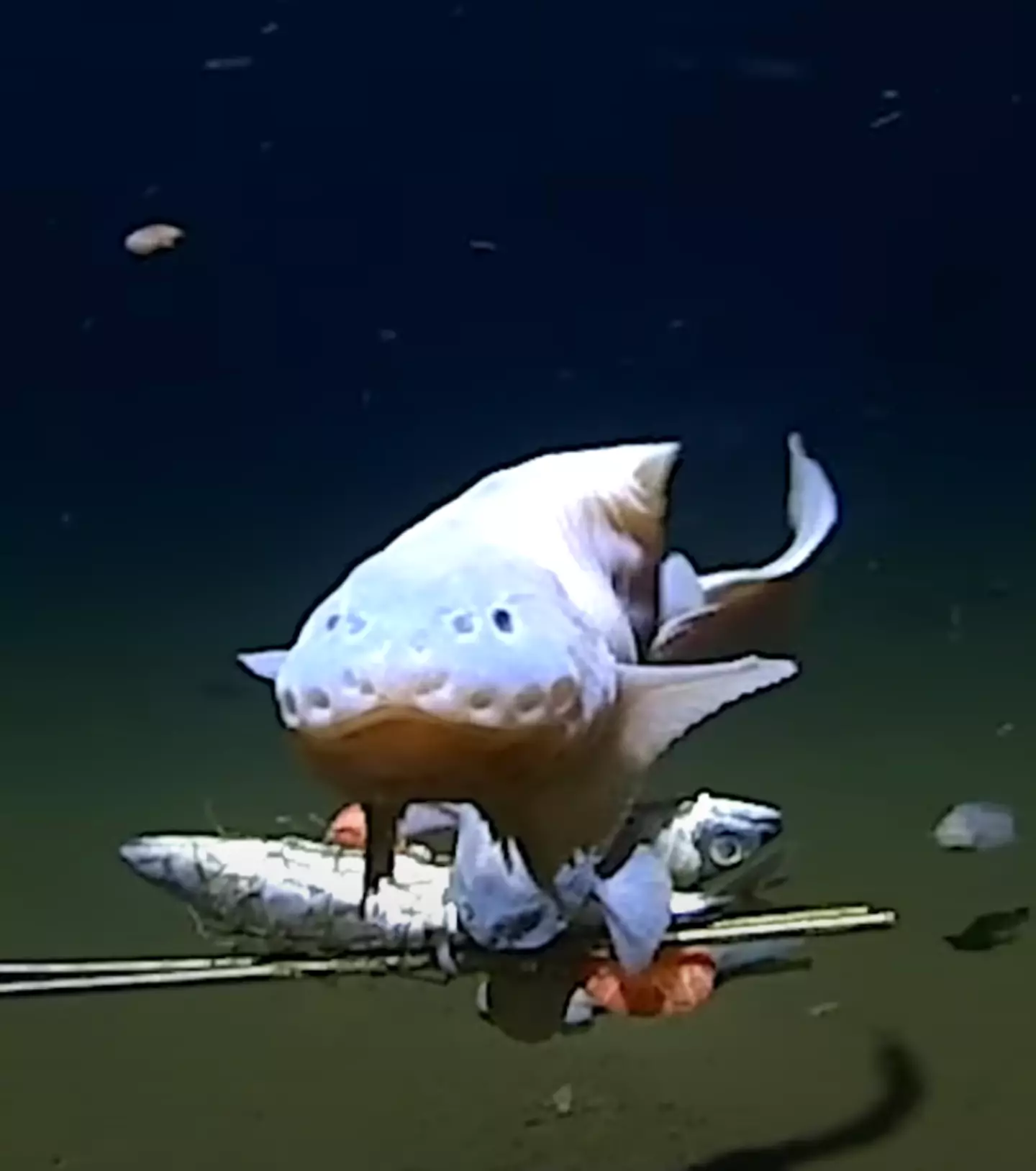 Don't expect the snailfish to win any prizes at a beauty contest.