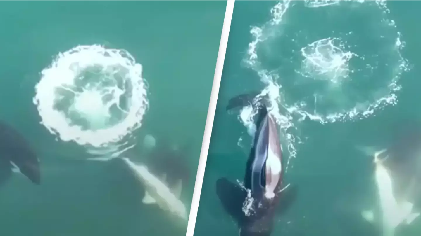World's first aerial footage of killer whales hunting and killing great white sharks is nature at its scariest