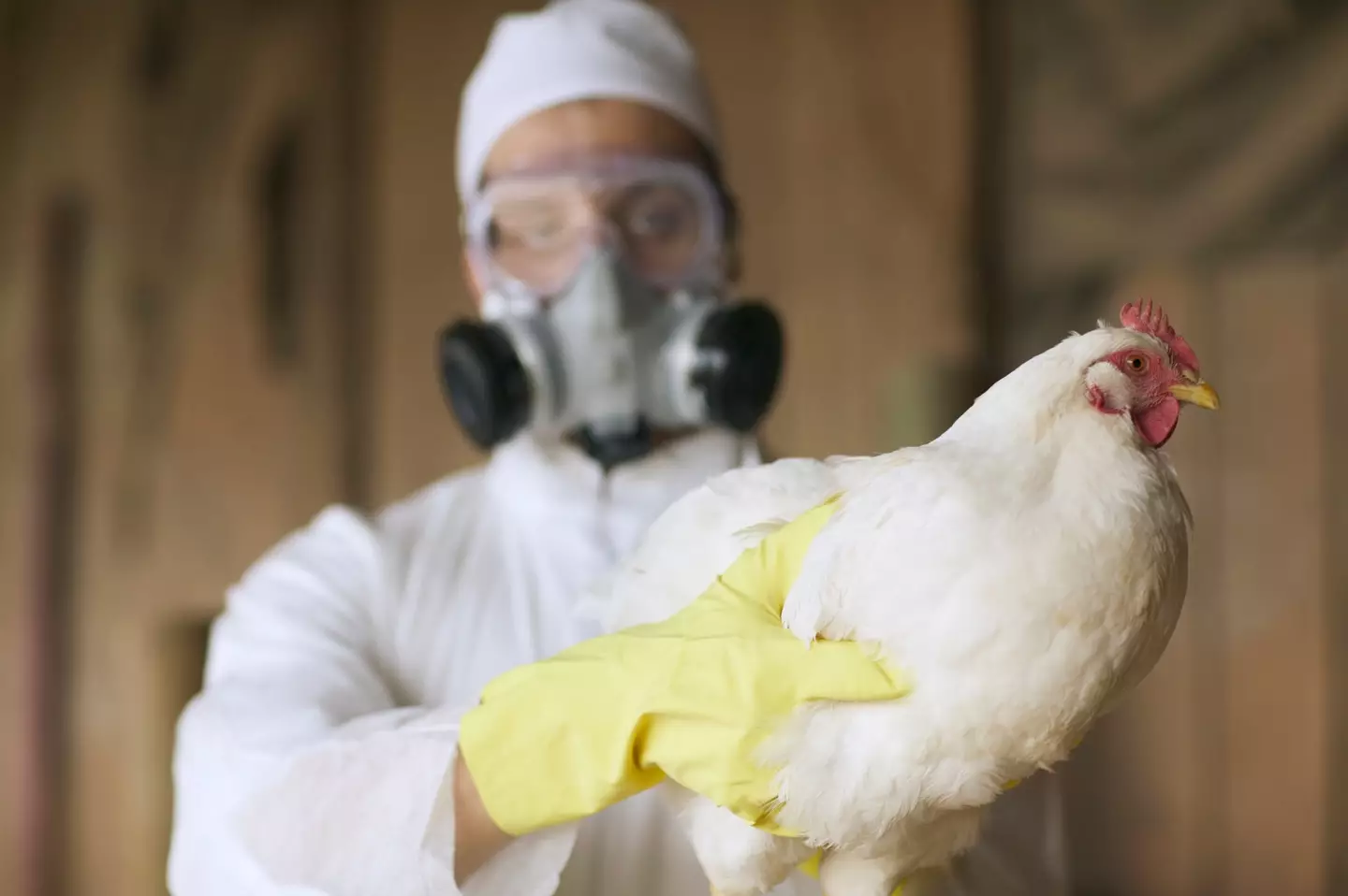 Although rare, bird flu can spread to humans (Getty Images)