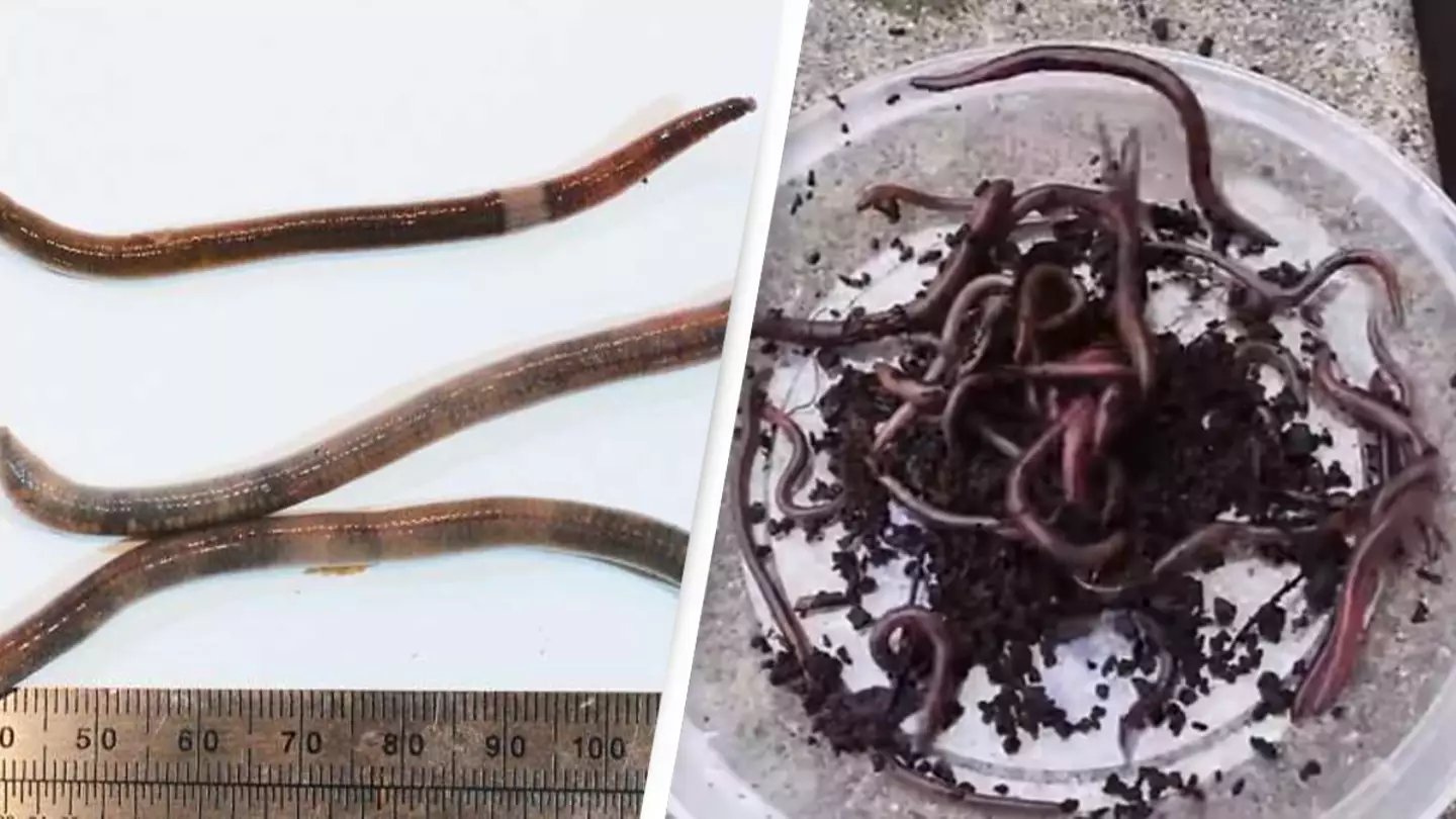 'Crazy Worms' That Can Jump A Foot In The Air And Clone Themselves Are Invading California