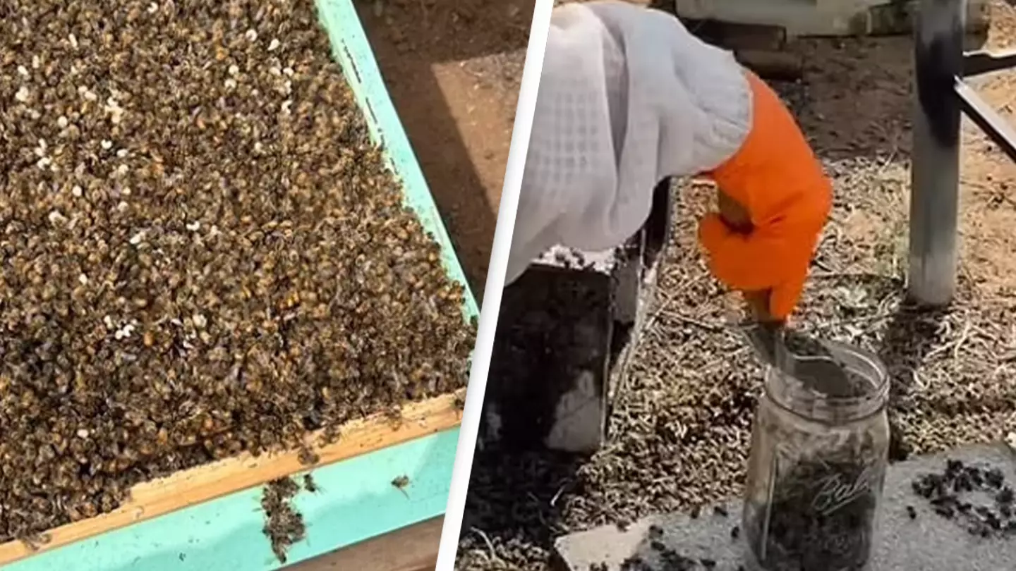 Mystery solved after 3 million bees are found dead in just 24 hours