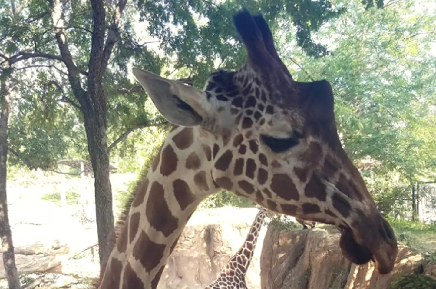 Ferrell was one of the zoo's six giraffes.