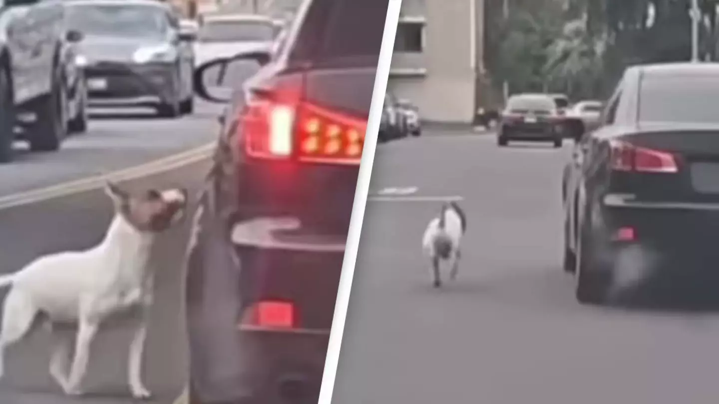Dog desperately chases after owner's car after being abandoned at the roadside