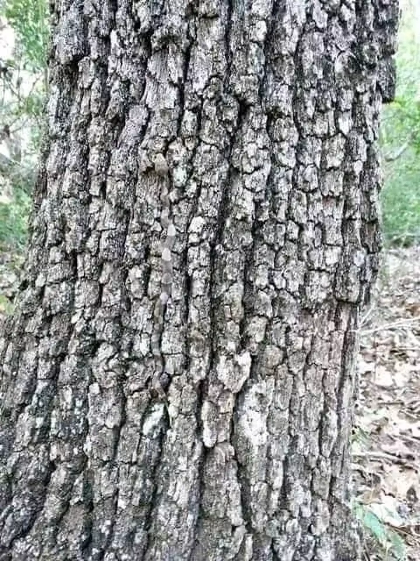 An image of a deadly snake on a tree has been circulating on social media, but can you spot it? (Twitter/ @tradingMaxiSL)