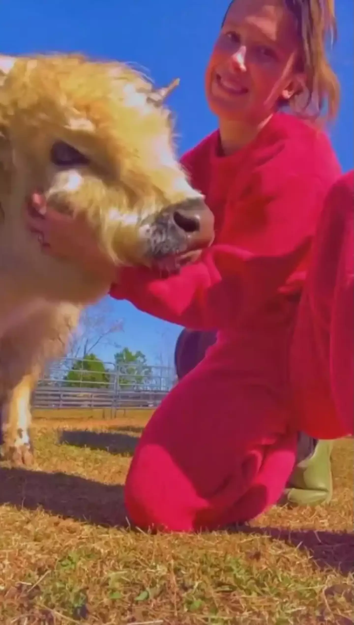 Cows really do seem like big dogs (Millie Bobby Brown/Instagram)