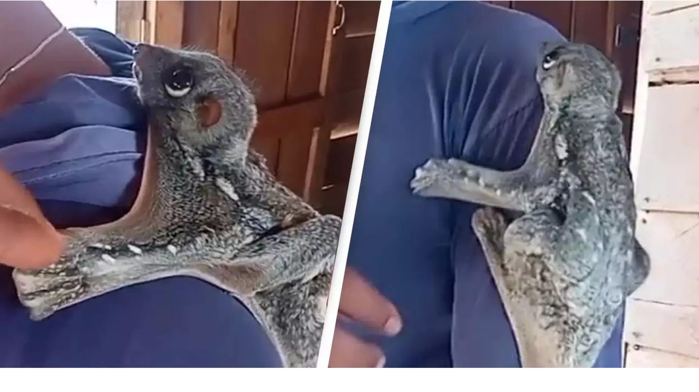 Footage Of 'Worst Animal Ever' Is Dividing The Internet
