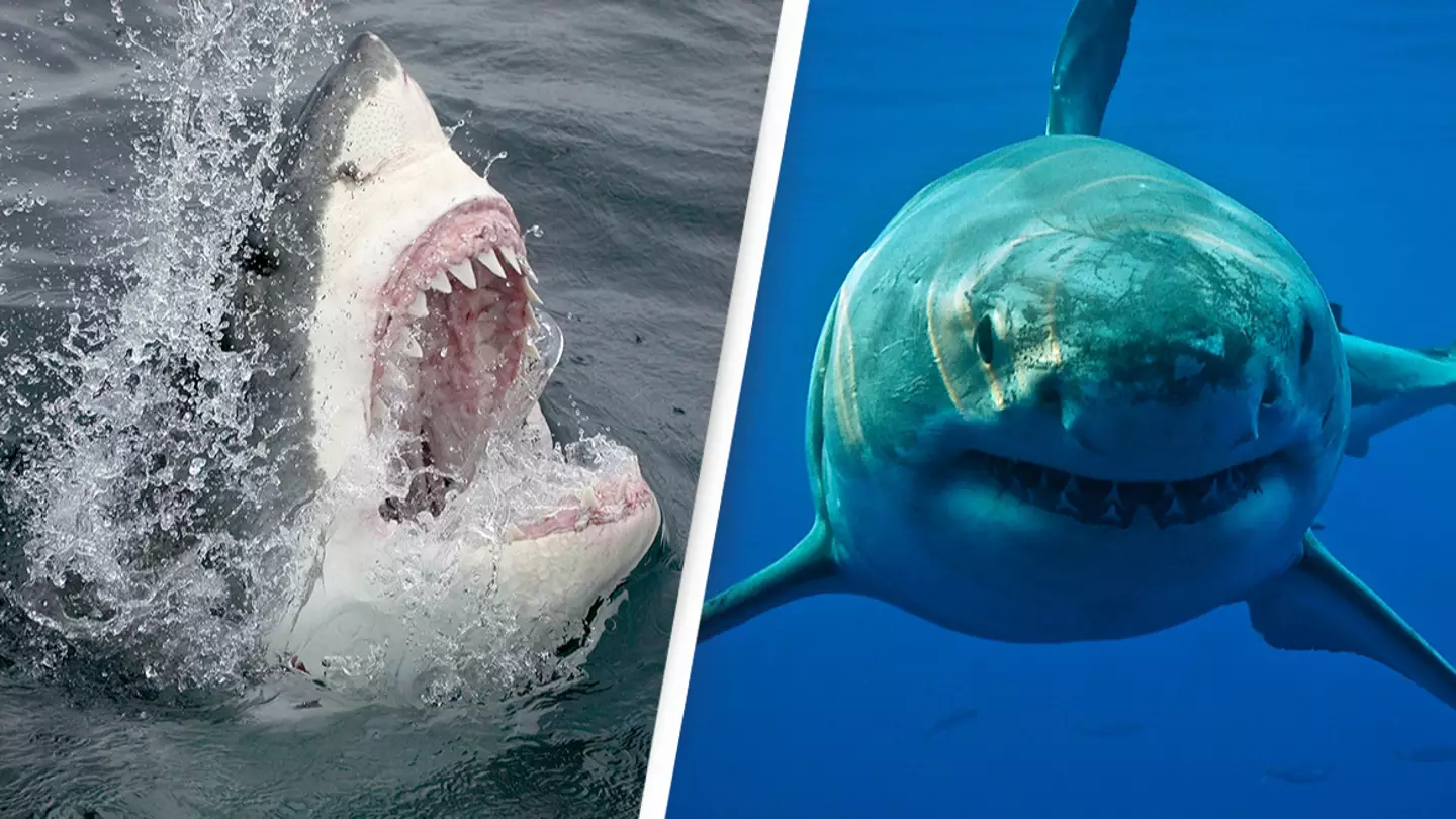 Great white sharks will never be held captive in aquariums for as long as they exist
