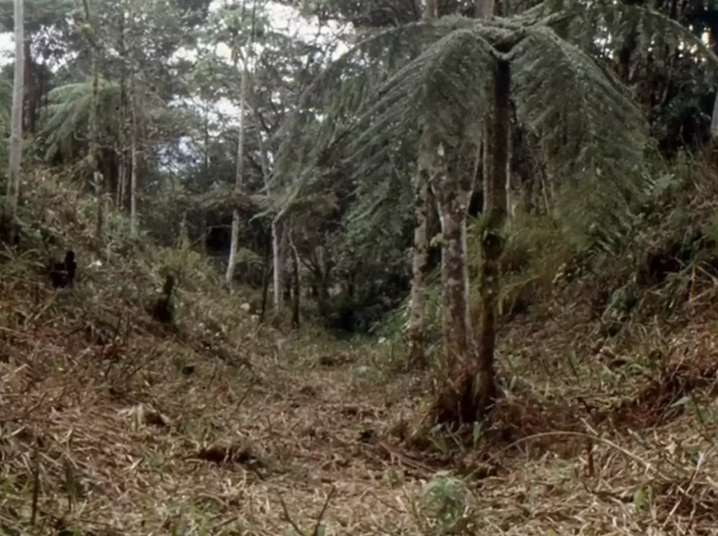 The roads were built into the vegetation.