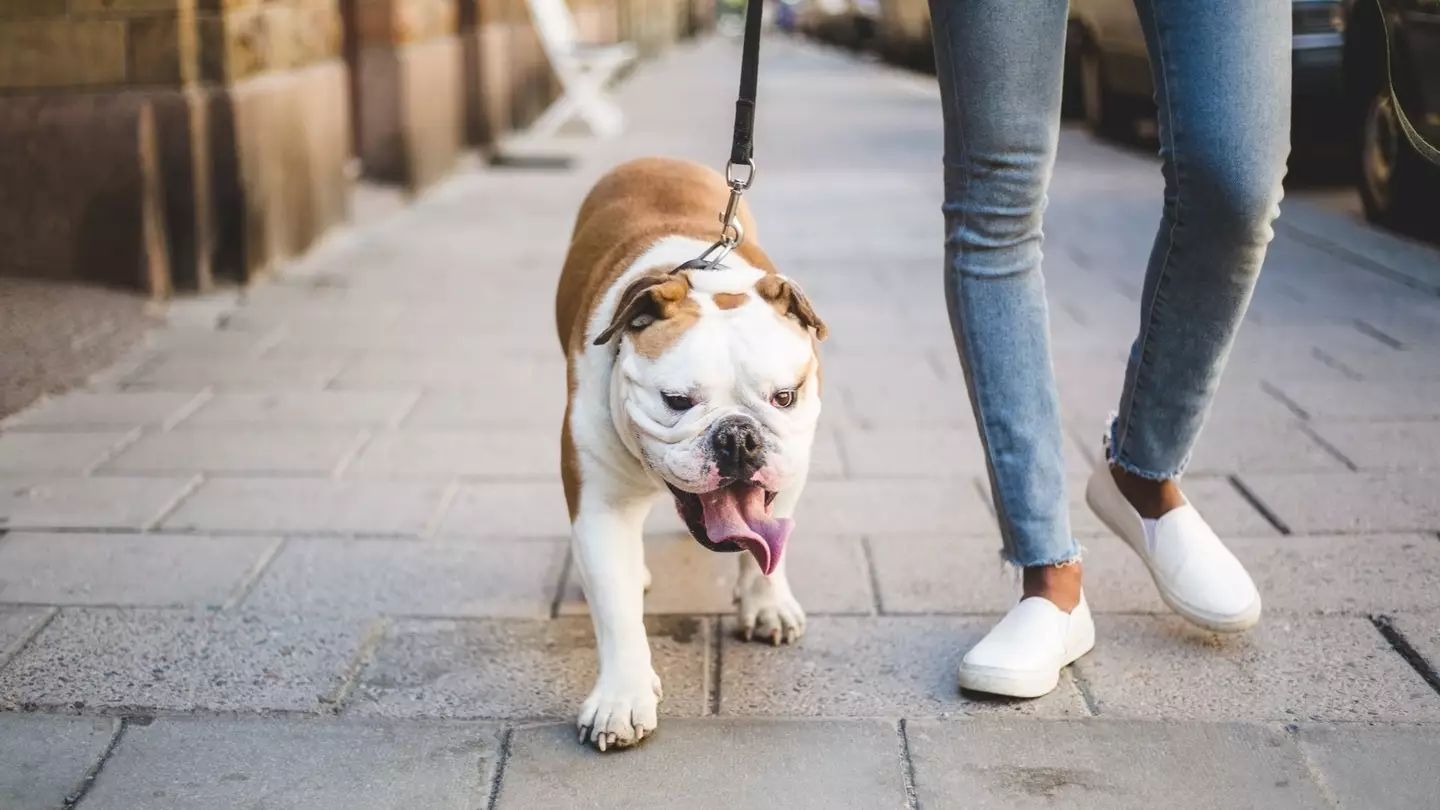Expert issues urgent warning for English Bulldog owners in hot weather