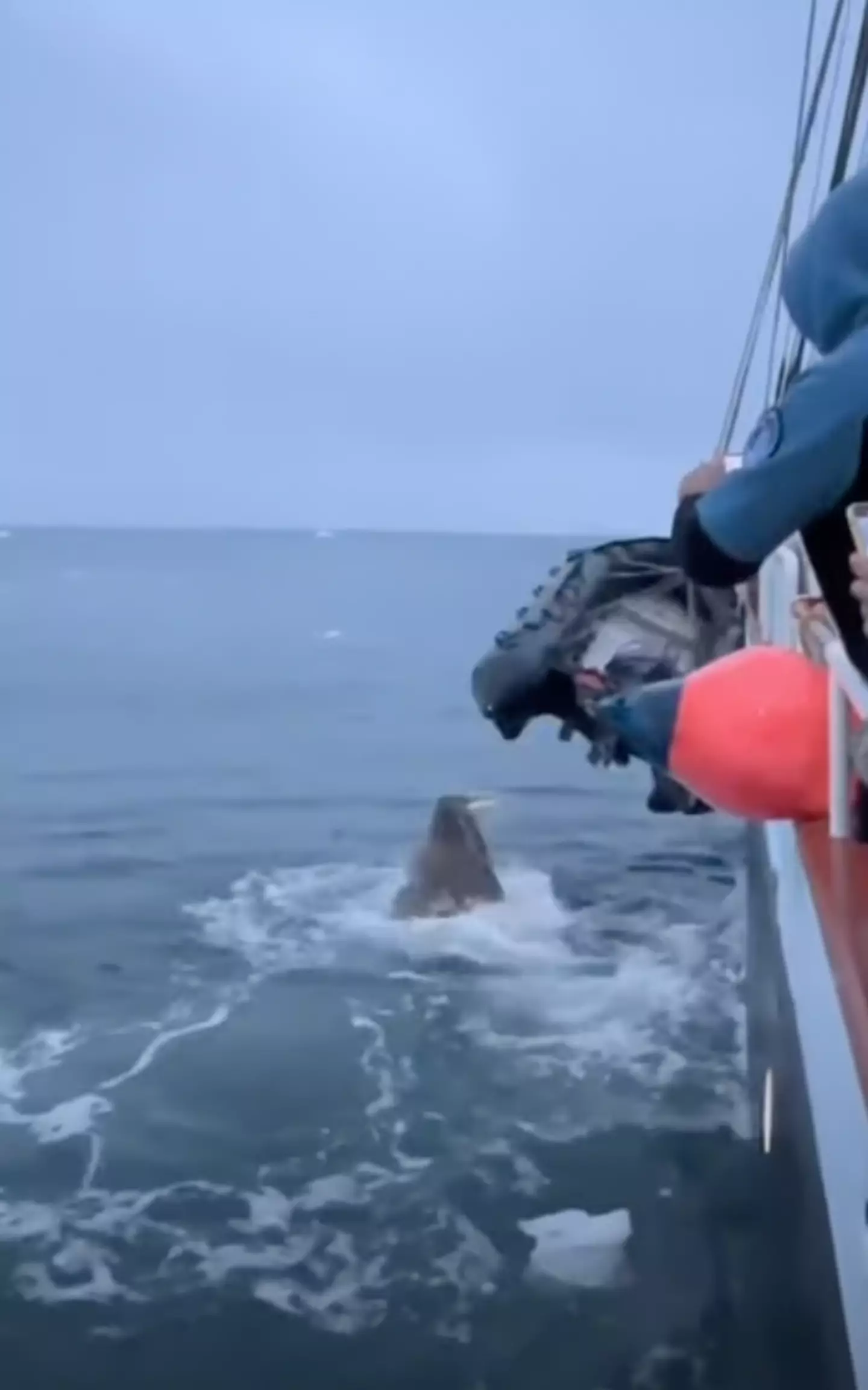 The pesky walrus went viral after a video was posted online.