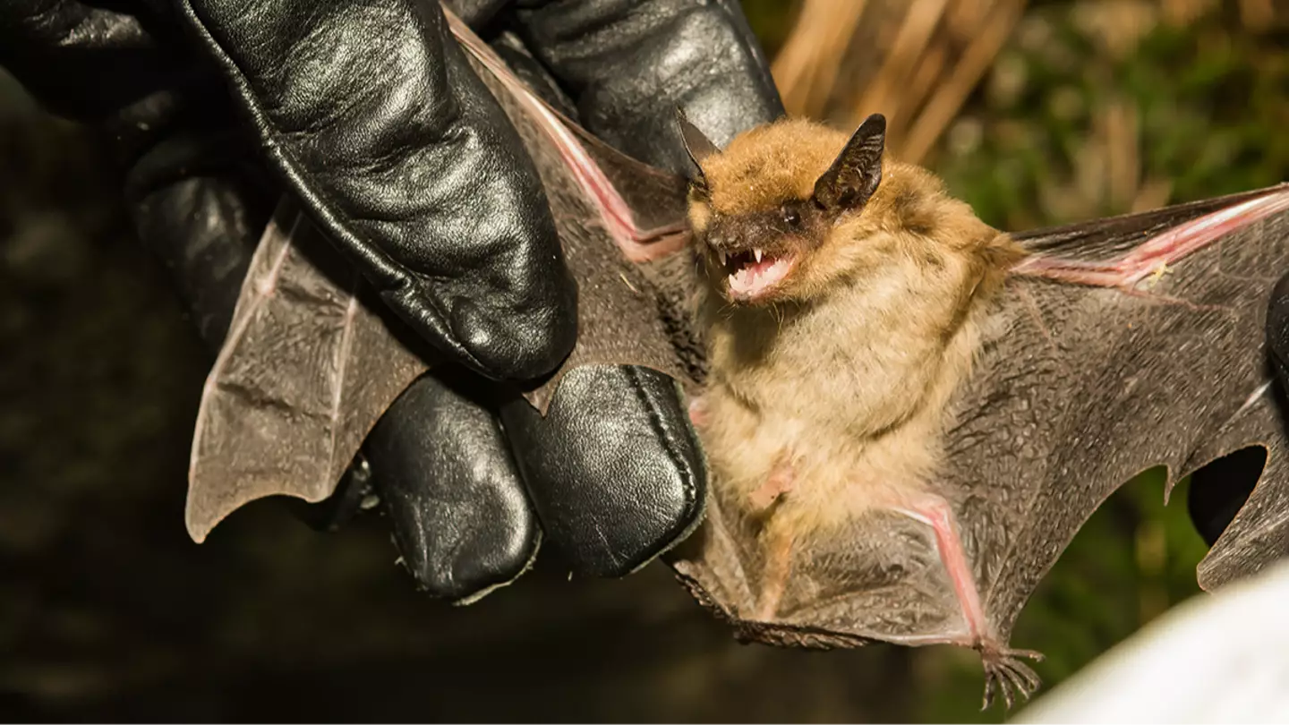 Experts issue urgent warning as 15 US rabies outbreaks are being tracked following concerning increase in deaths