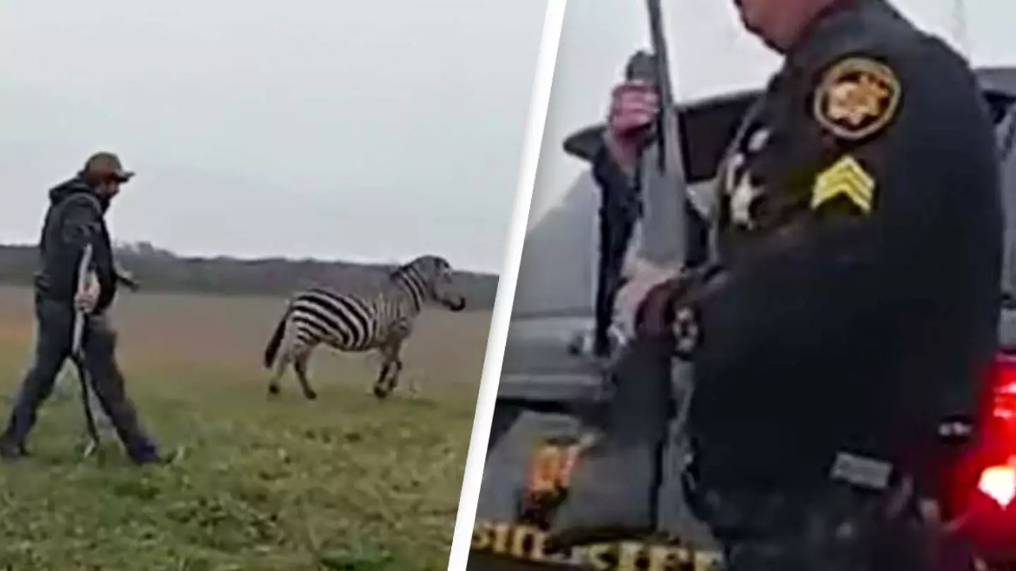 People outraged after zebra that attacked man is shot and killed by police