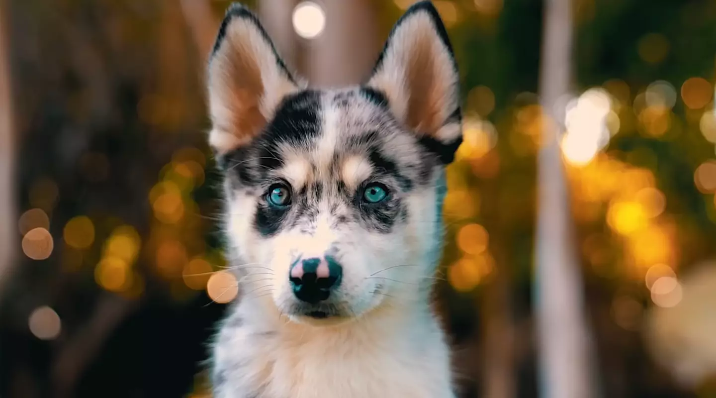 Logan Paul adopted his dog Broley five years ago. (@loganpaulvlogs/YouTube)