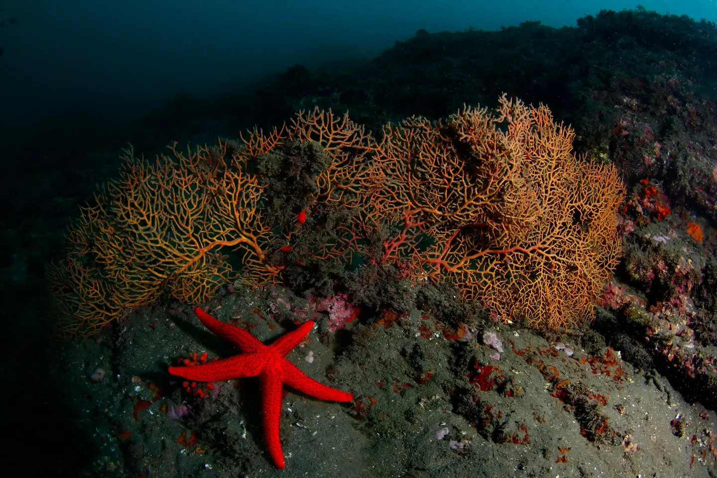 Rare sponges and important corals can be found in the Mediterranean's unexplored depths (Getty Images)