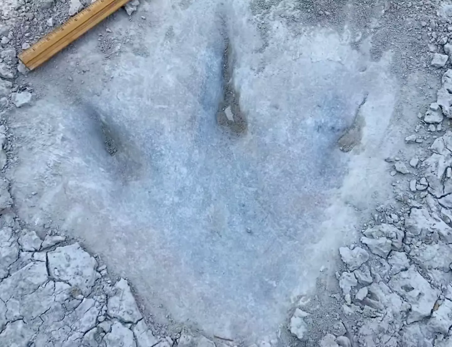 The footprints were discovered due to a recent drought.