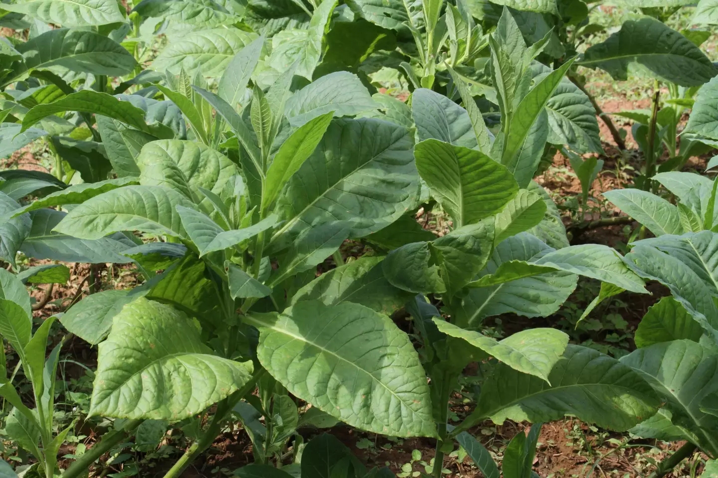 The tobacco plant.