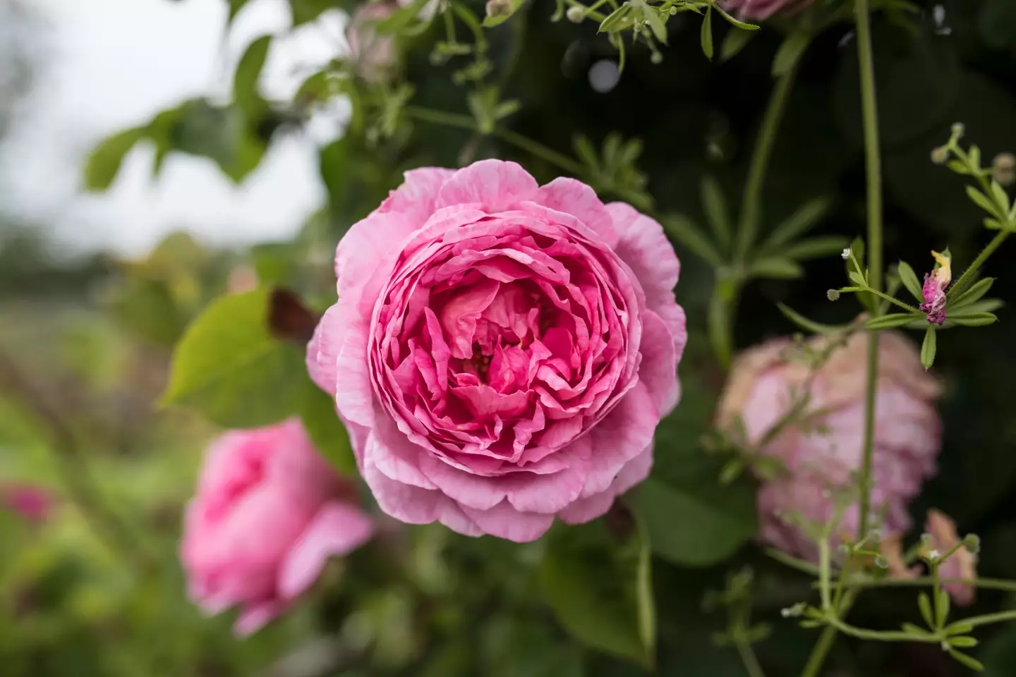 Anderson also said the dress had peonies, which seems like a stretch.