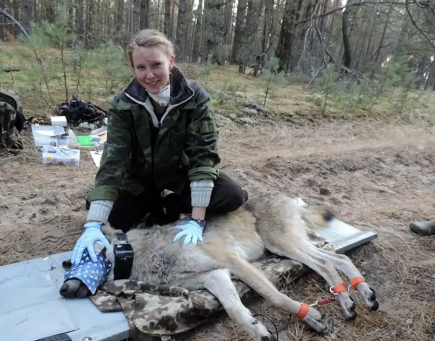 The pack thrive, despite the radioactive conditions.