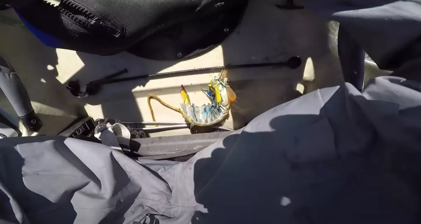 The colourful shrimp packed in quite the punch.