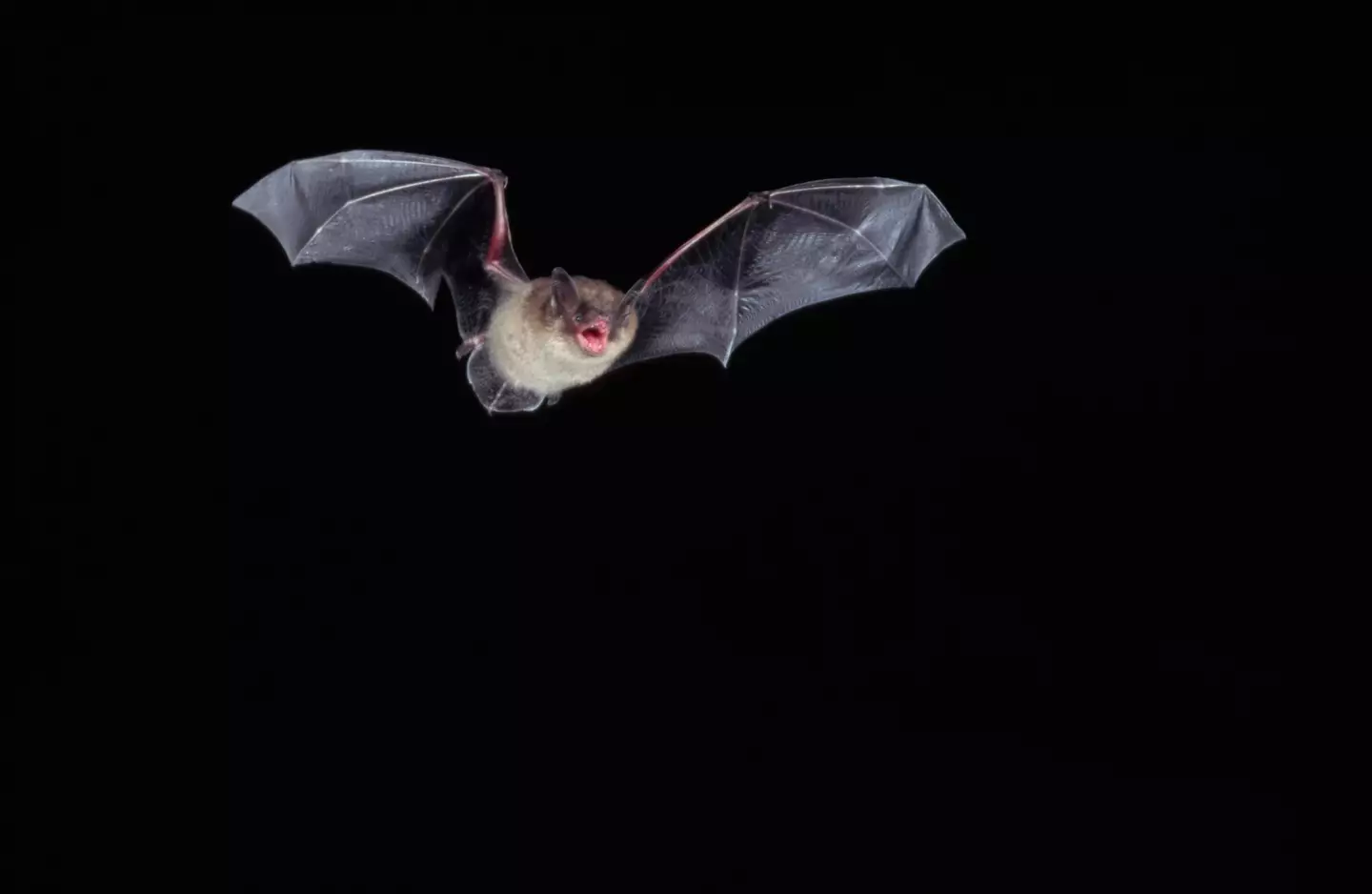 Guests had a less than pleasant evening during their stay due to a run-in with multiple bats.