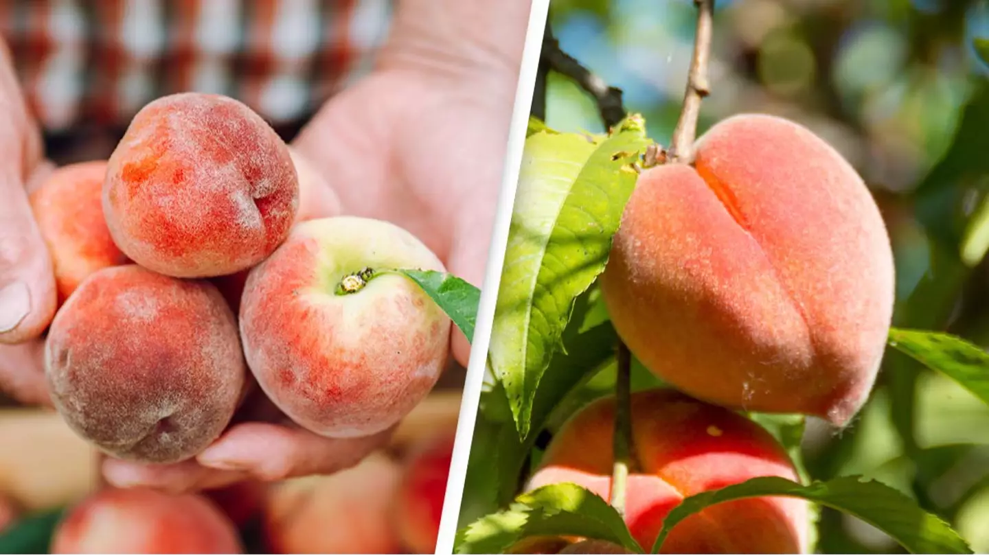 Experts reveal what the fuzzy stuff that grows on peaches actually is