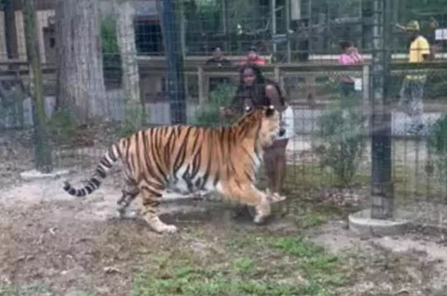 The woman climbed the fence to get closer to the Bengal tiger. (Bridgeton Police Department)