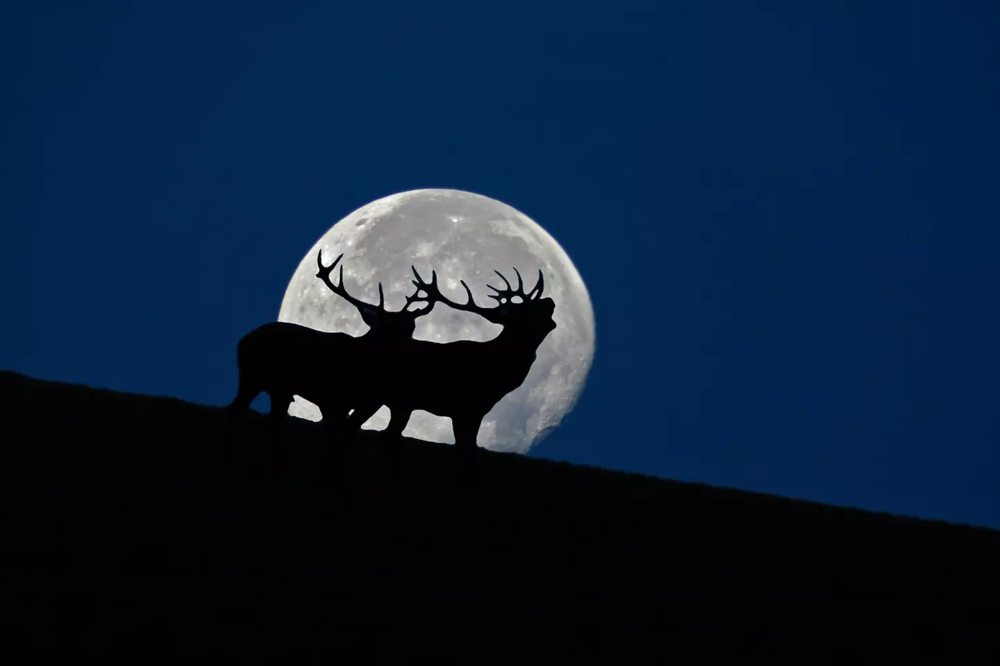 This month stargazers will be able to see a supermoon nicknamed the Buck Moon.