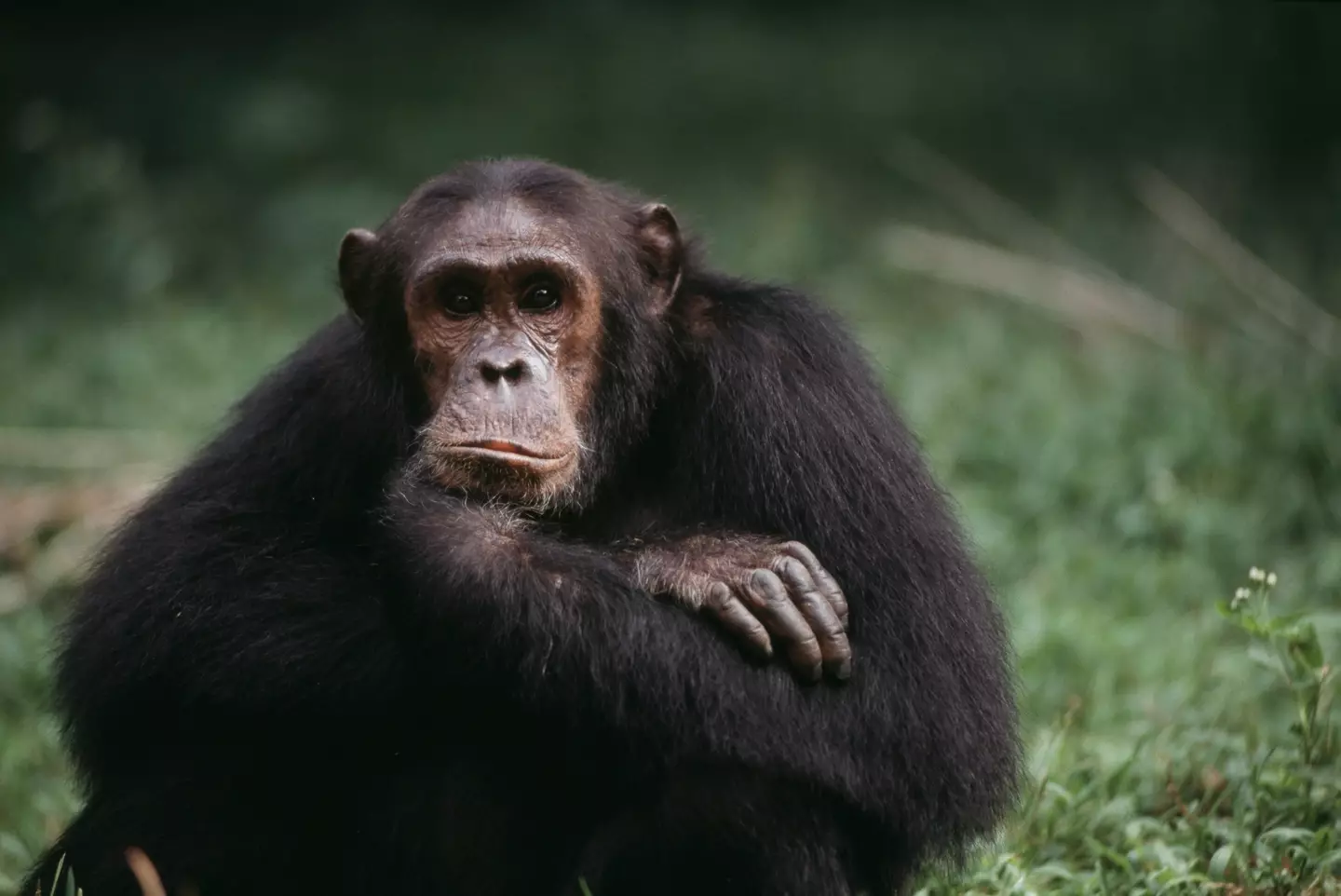 The female primate was inseminated by scientists (Getty stock image)