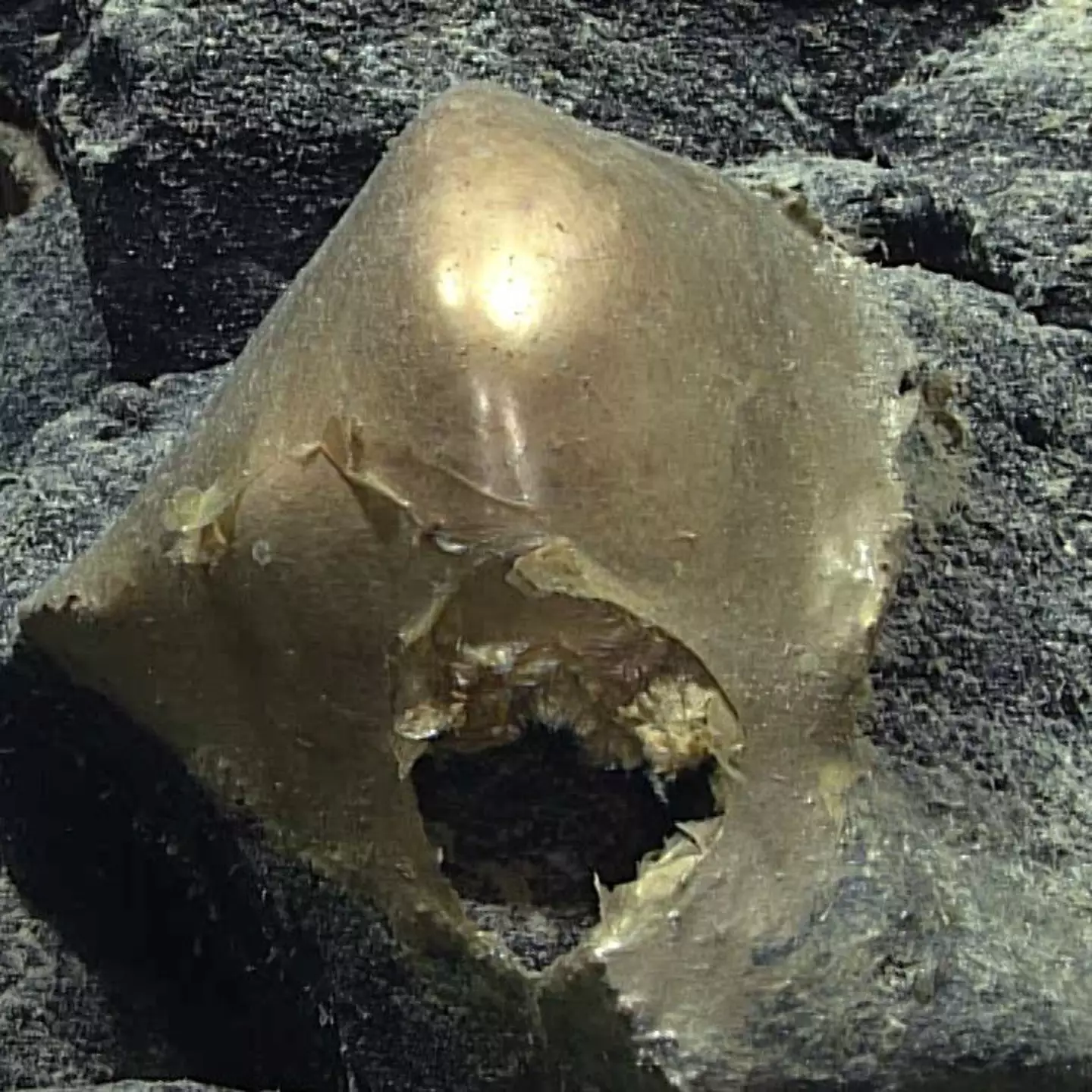 The 'golden egg' found on the seafloor off the Gulf of Alaska.