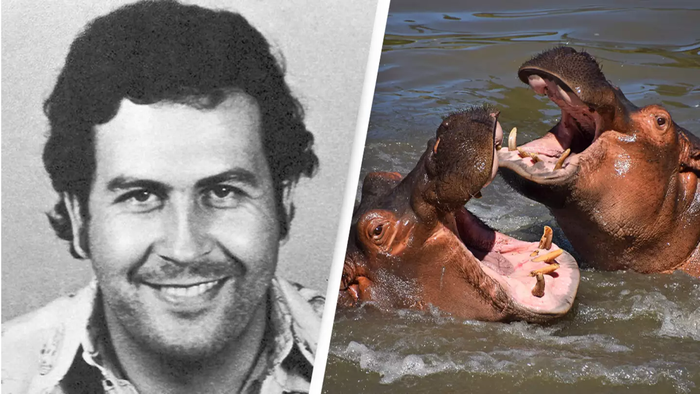 Colombian government decides fate of Pablo Escobar's cocaine hippos