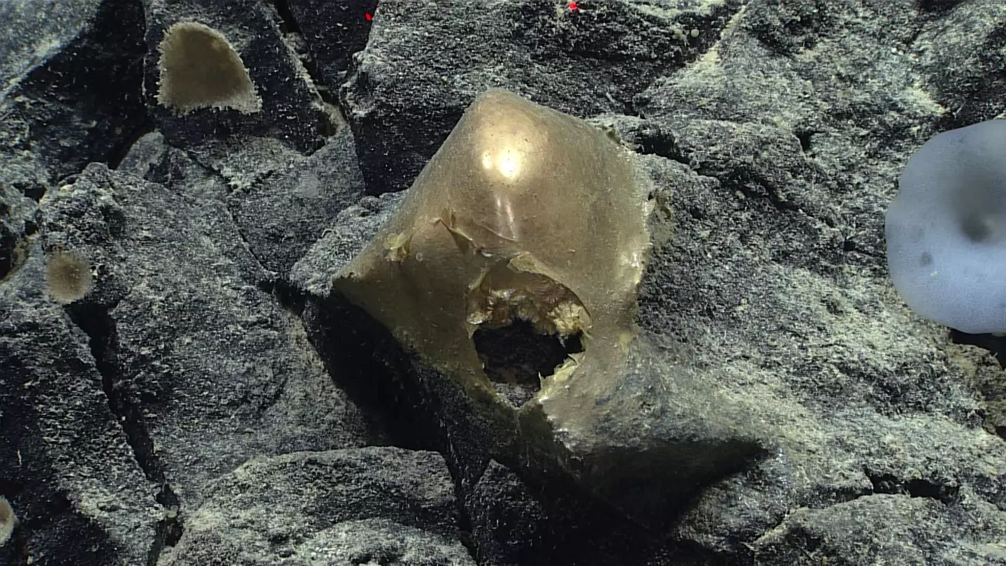 This unidentified specimen was found in situ on a rocky outcropping at a depth of about 3,300 meters (2 miles).