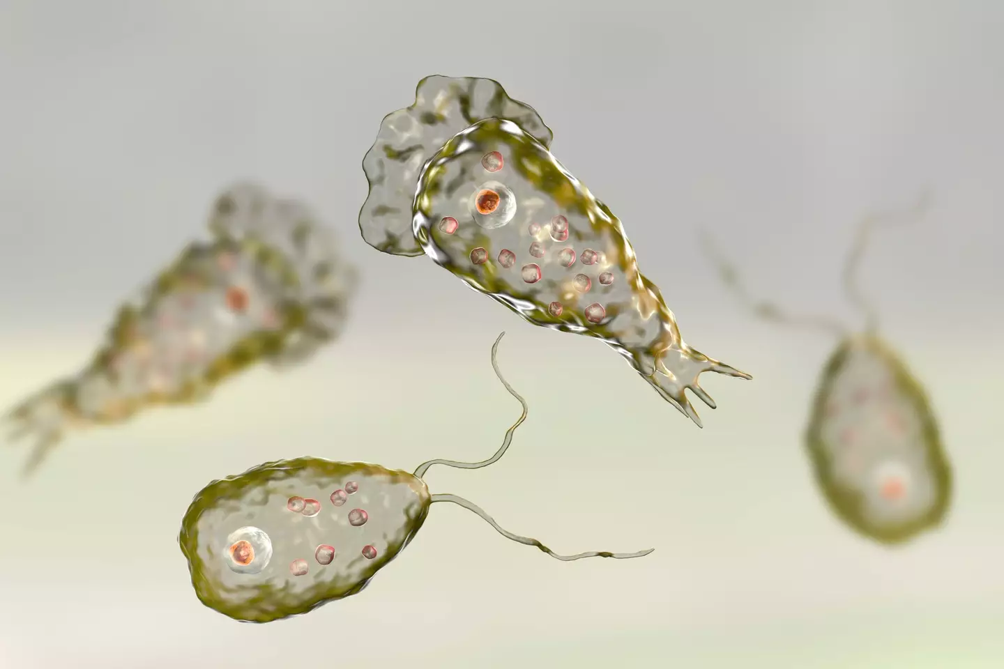 Naegleria fowleri are single-celled organisms that live in warm, fresh water.