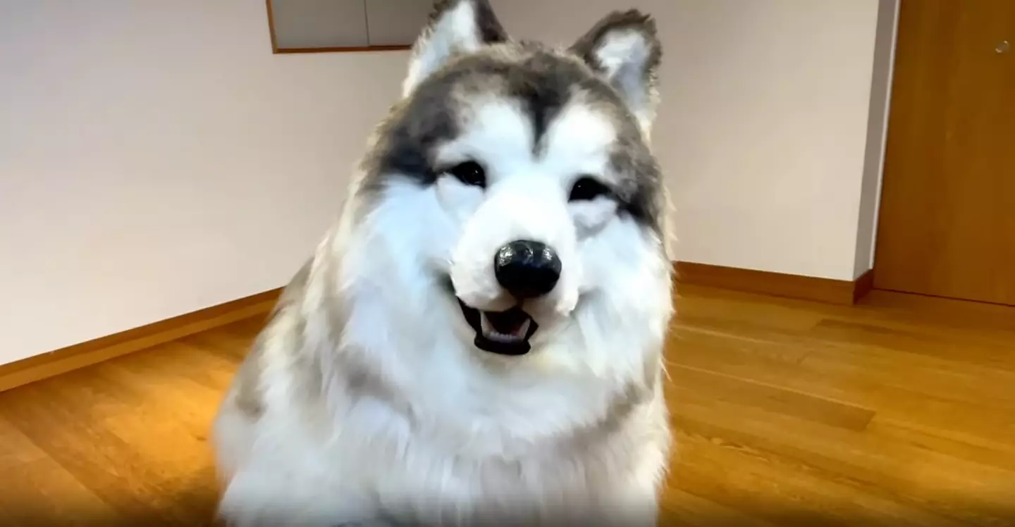 People can become an Alaskan Malamute at the 'zoo' (@toco.ev/Instagram)