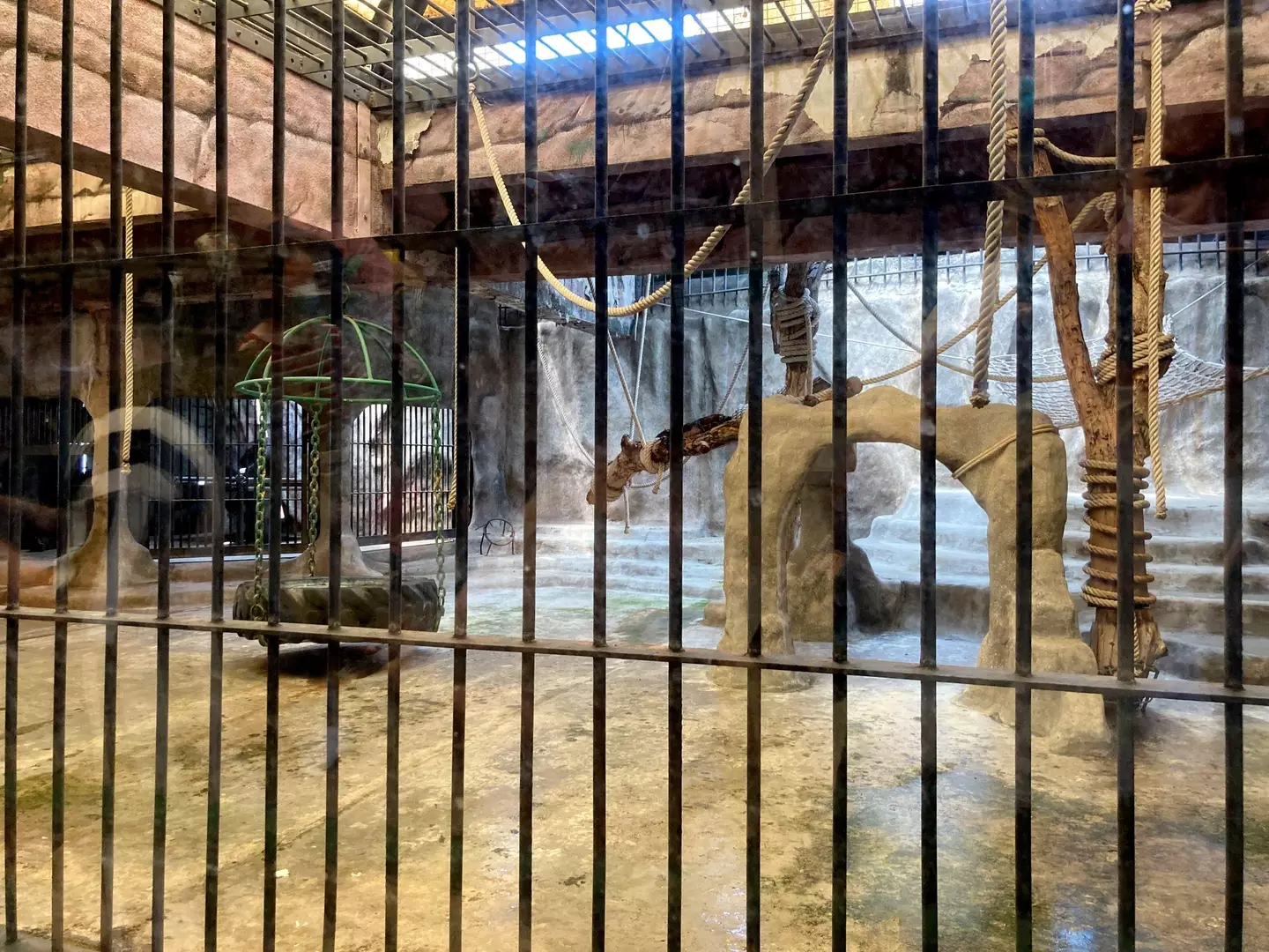 With concrete floors and an enclosure that's 10 metres by 20 metres, there are loud calls to free the poor gorilla.